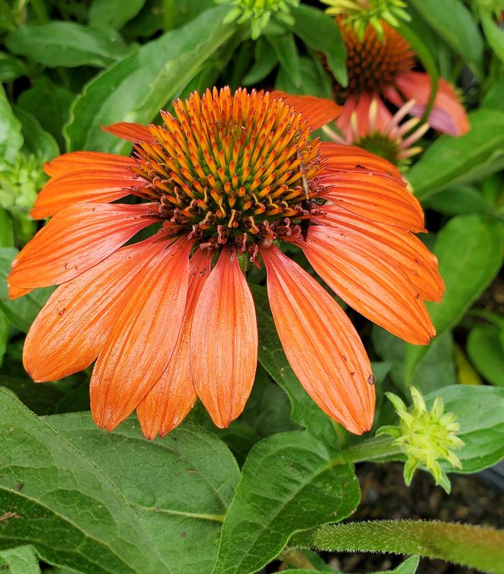 Echinacea x Sombrero® Adobe Orange