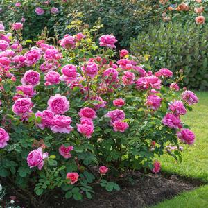 Rosa Princess Alexandra of Kent Princess Alexandra of Kent English Rose  from Prides Corner Farms