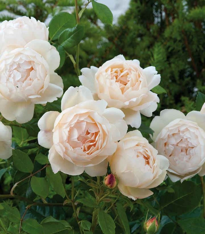 Rosa Wollerton Old Hall