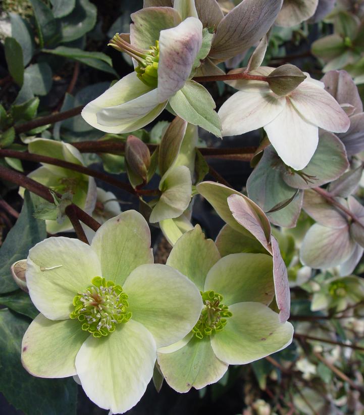 Helleborus Ivory Prince