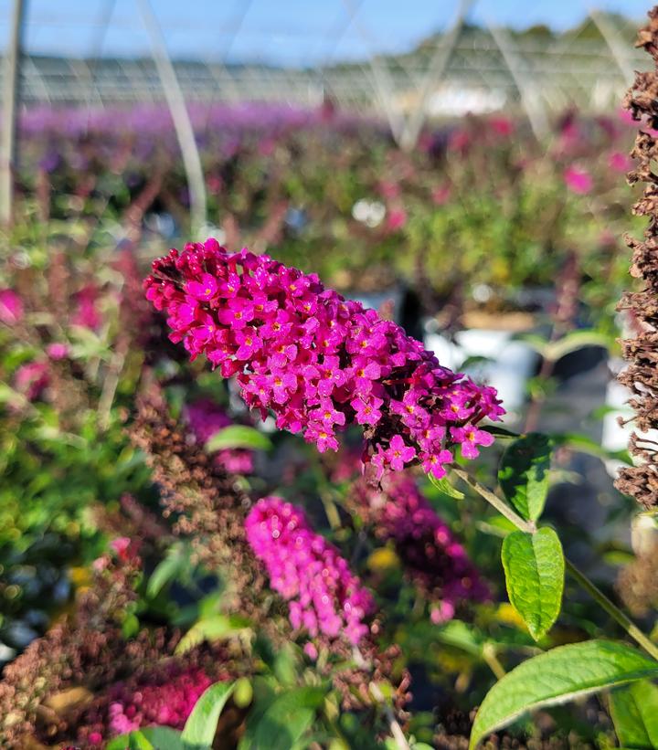 Buddleia x Miss Molly