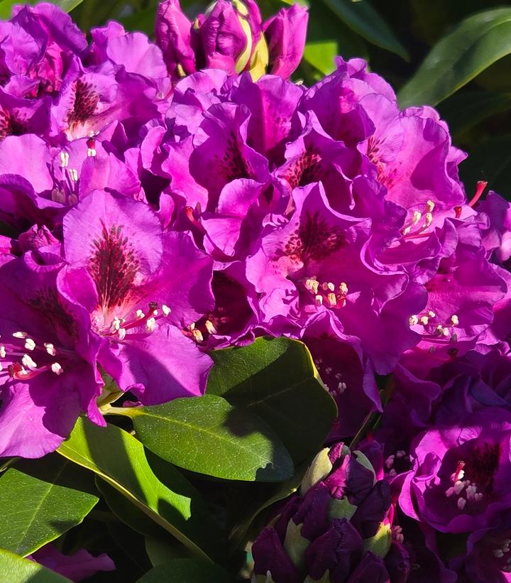 Rhododendron catawbiense 'Purpureum Elegans'