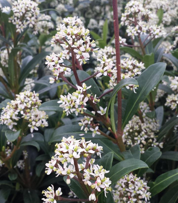 Skimmia japonica 