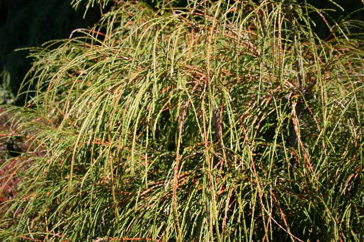 Thuja plicata 'Whipcord'