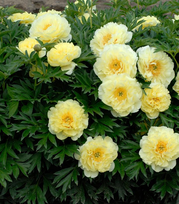 Paeonia x ITOH 'Bartzella'