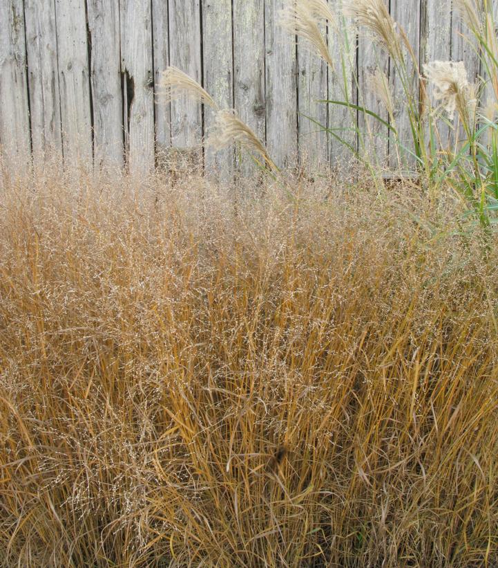 Panicum virgatum 