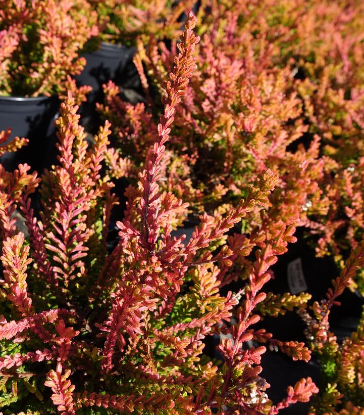 Calluna vulgaris Carnival