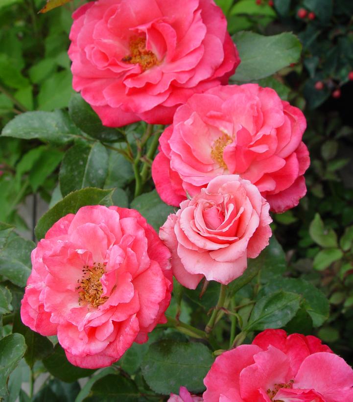 Rosa Easy Elegance® Grandma's Blessing