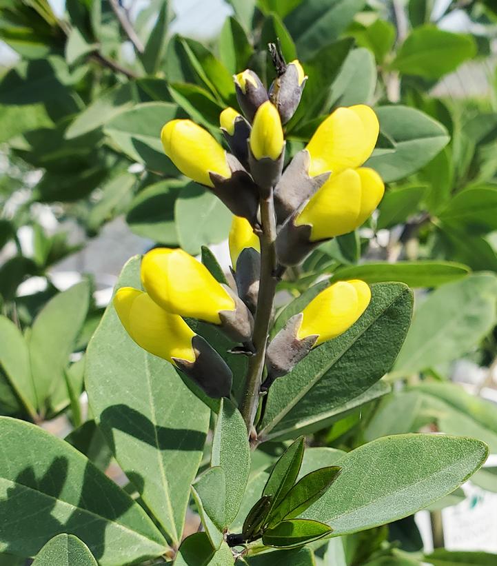 Baptisia x Decadence® Decadence® 'Lemon Meringue'