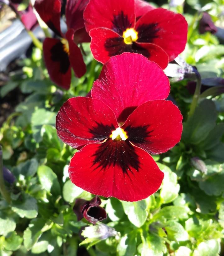 Viola cornuta Penny™ Penny™ 'Red Blotch'