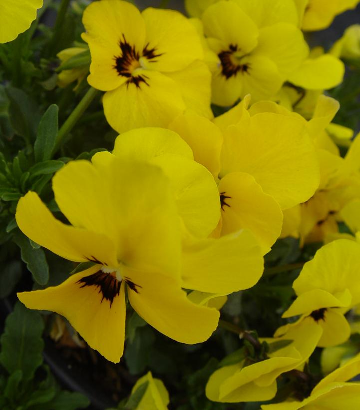 Viola cornuta Penny™ 'Yellow Blotch'