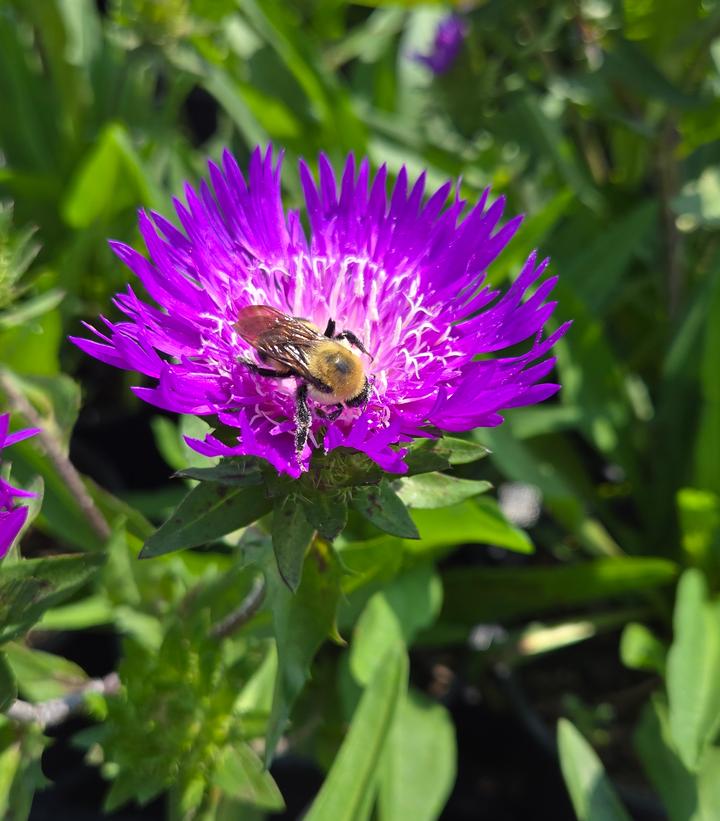 Stokesia 'Honeysong Purple'