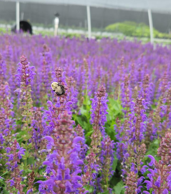 Salvia nemerosa Sallyrosa™ 'April Night'