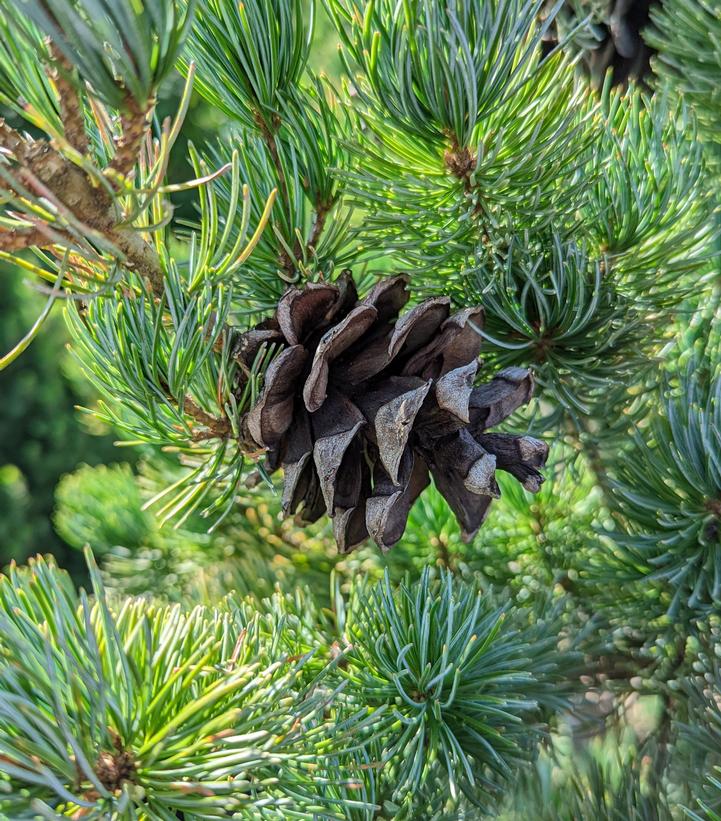 Pinus parviflora Glauca