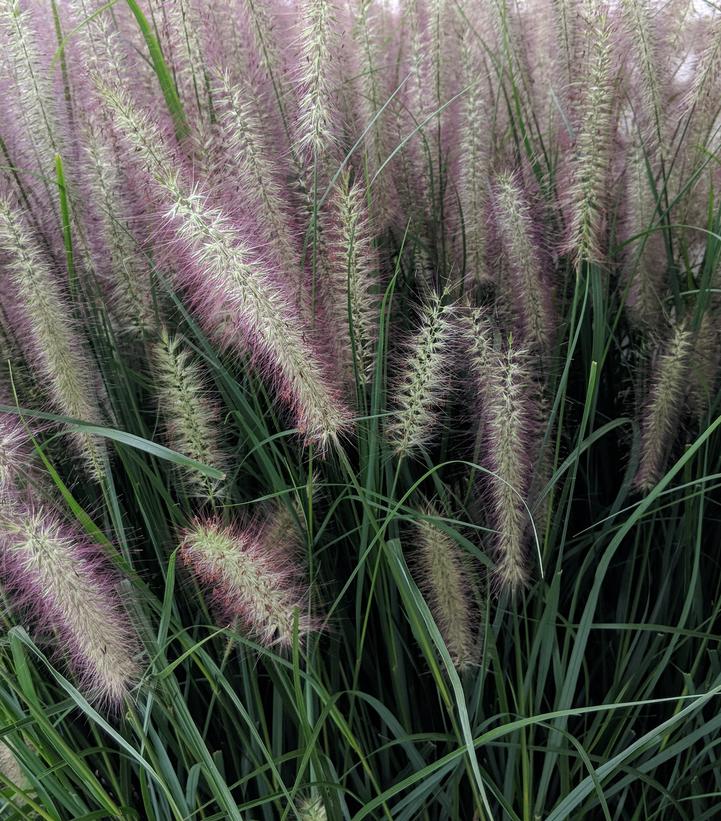 Pennisetum alopecuroides Red Head