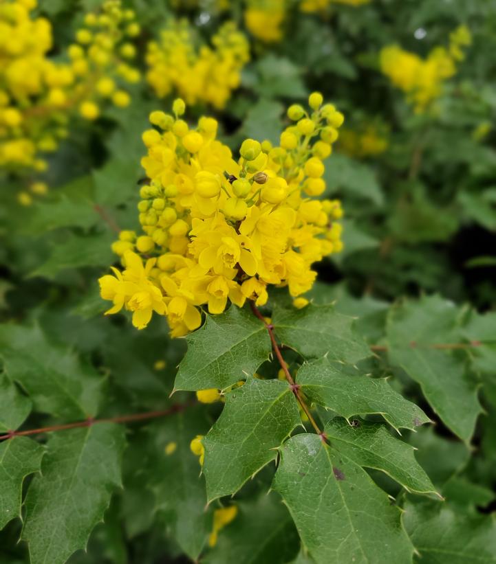 Mahonia aquifolium 