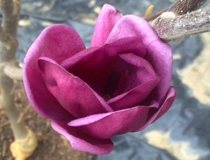 Magnolia x 'Genie'