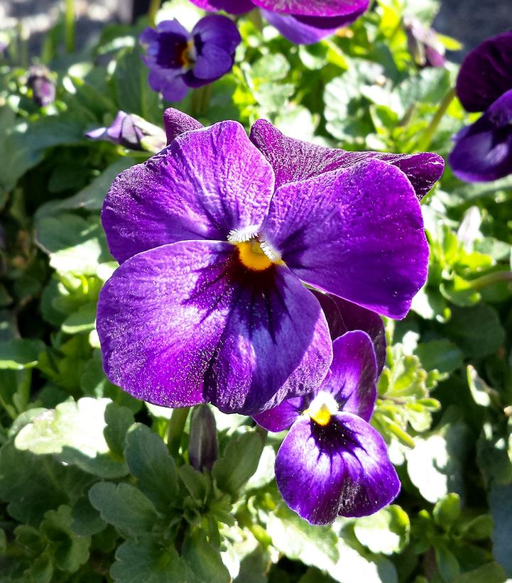 Viola cornuta Penny™ 'Denim Jump Up'