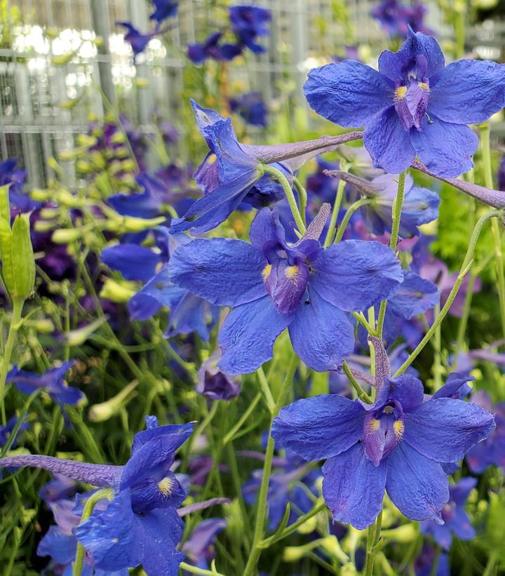 Delphinium grandiflorum 'Blue Butterfly'