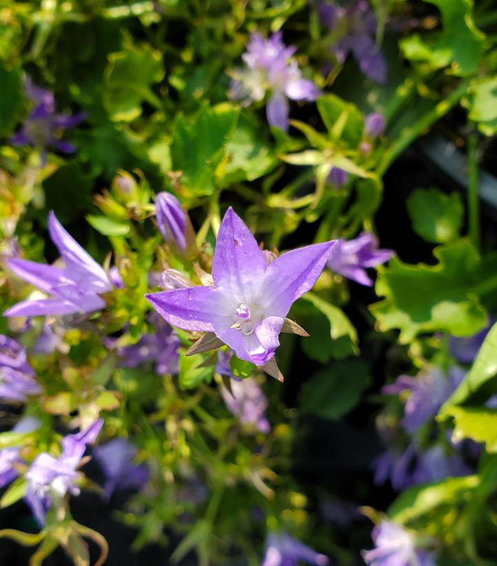 Campanula pos. Blue Waterfall