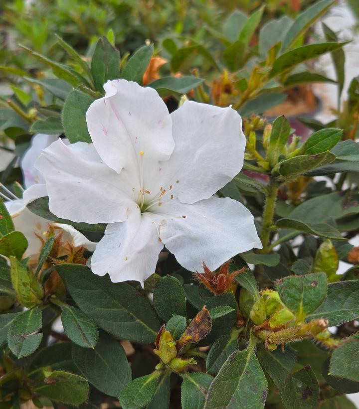 Azalea x Encore® Autumn Lily®