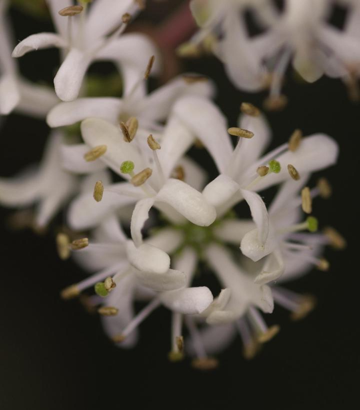 Heptacodium miconioides 