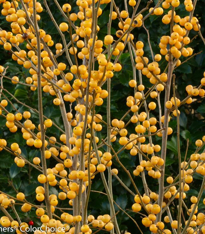 Ilex verticillata Berry Heavy® Gold