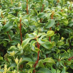 Kalmia latifolia Raspberry Glow