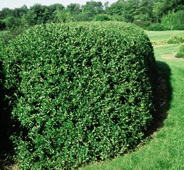 Ligustrum vulgare Cheyenne