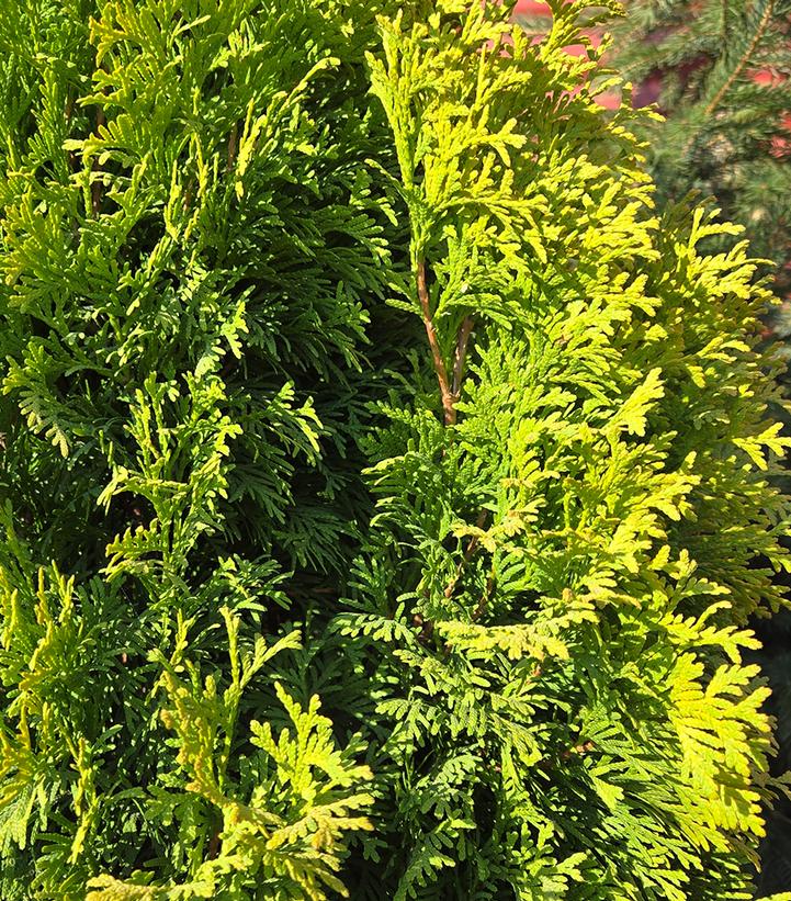Thuja occidentalis 'Amber Gold'