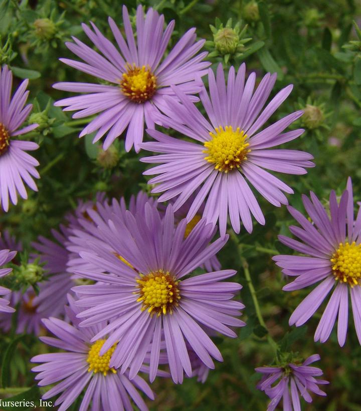 Aster oblongifolium 'Raydon's Favorite'