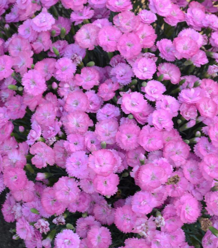 Dianthus x Fruit Punch® Sweetie Pie