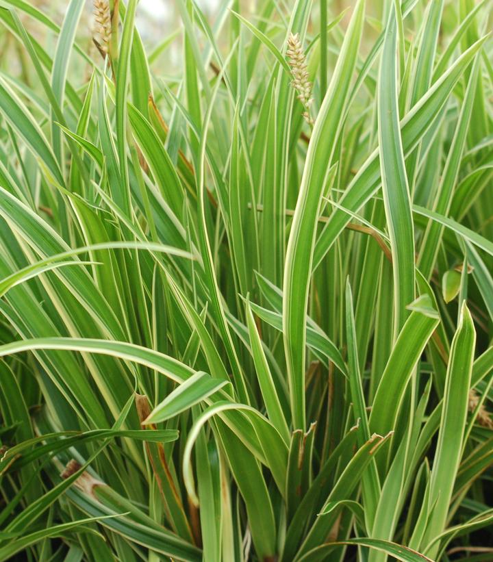 Carex morrowii Ice Dance