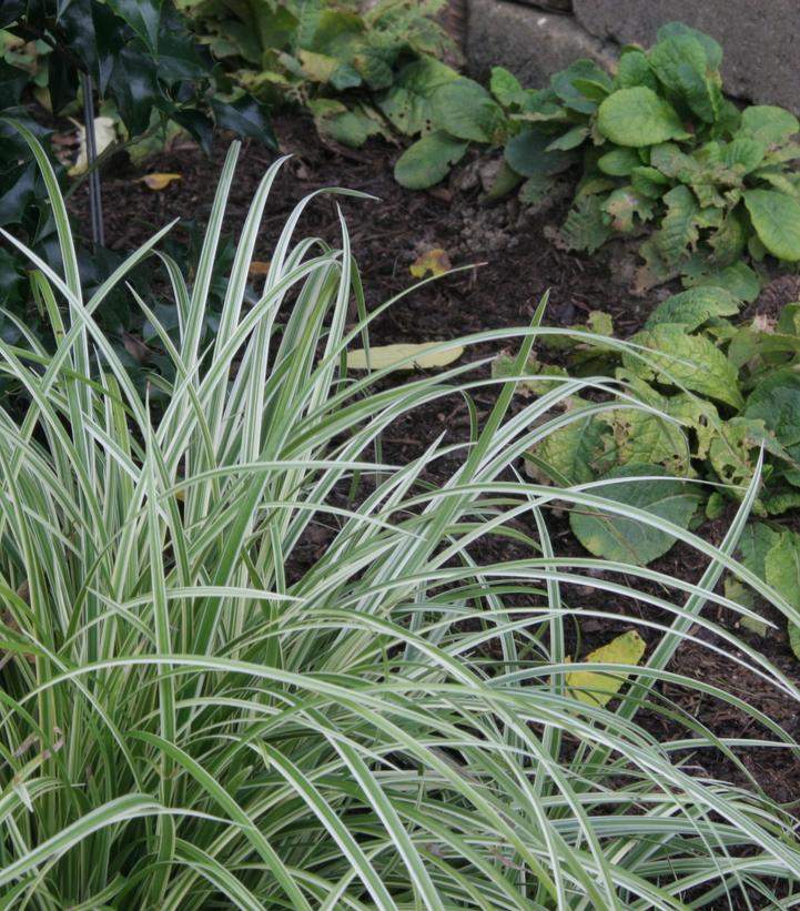 Carex morrowii Silver Sceptre