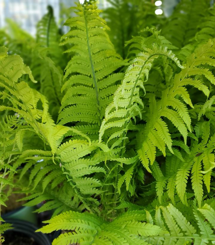 Dryopteris marginalis 
