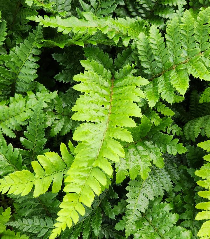 Polystichum polyblepharum 