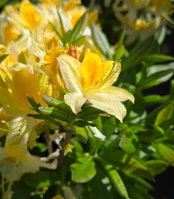 Azalea x Northern Hi-Lights