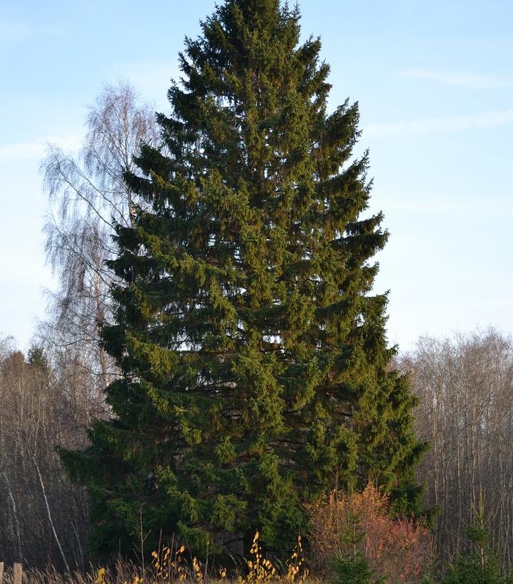 Picea abies
