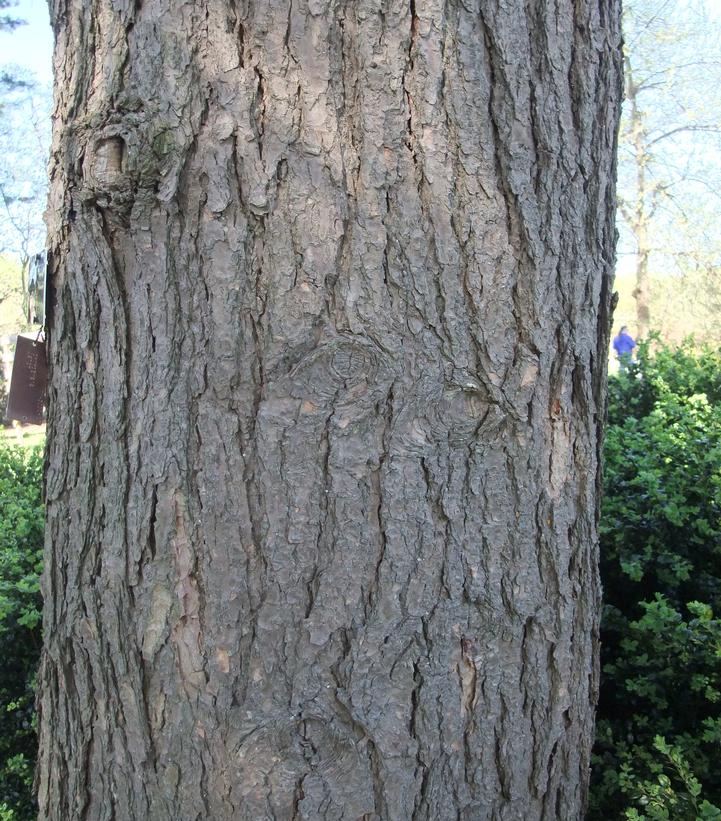 Tsuga canadensis 