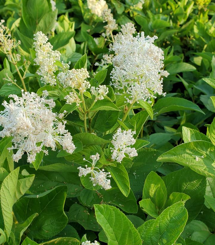 Ceanothus americanus 