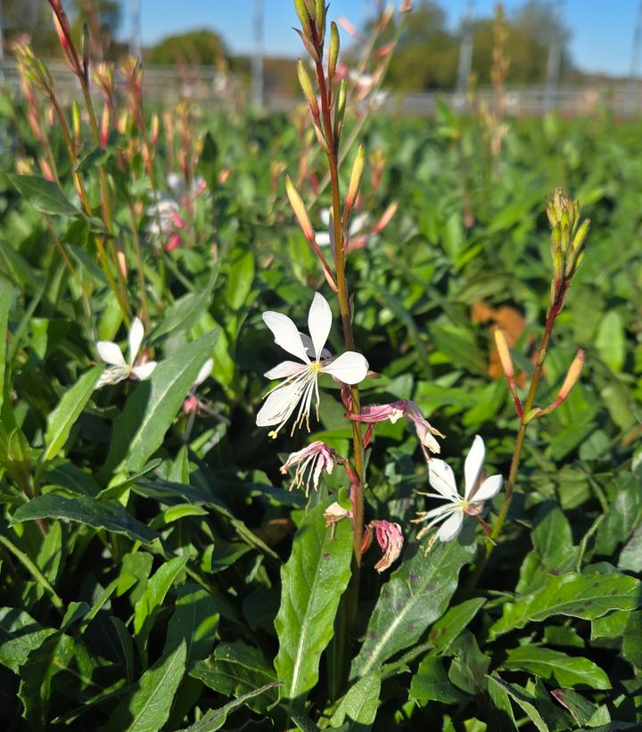 Gaura lindheimeri 'Sparkle White'