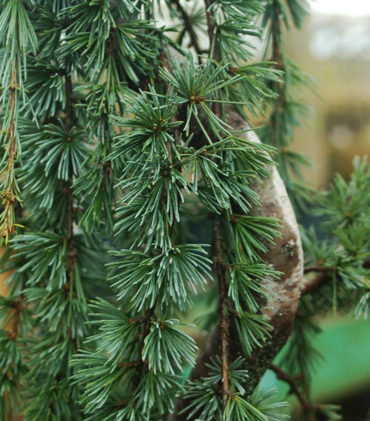 Cedrus atlantica Glauca Pendula
