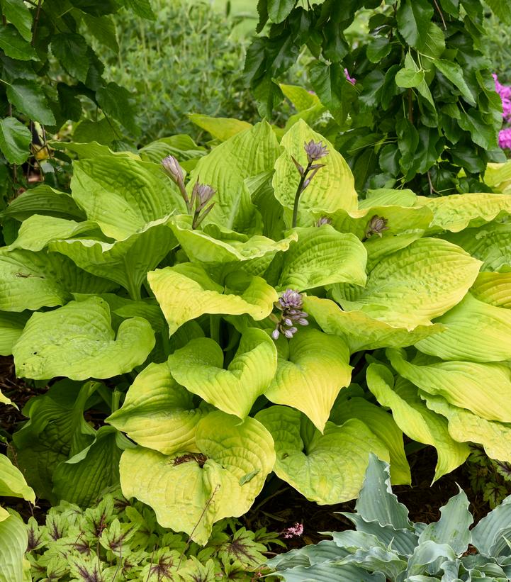 Hosta hybrid Shadowland® Shadowland® 'Coast to Coast'