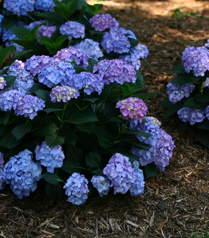 Hydrangea macrophylla Let's Dance® Let's Dance® Blue Jangles®