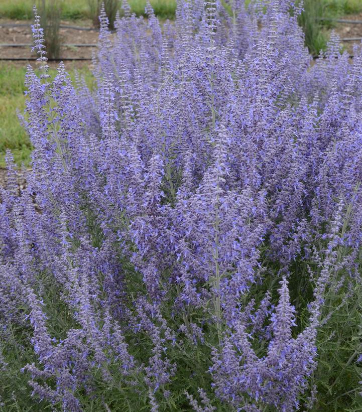 Perovskia atriplicifolia Denim 'n Lace