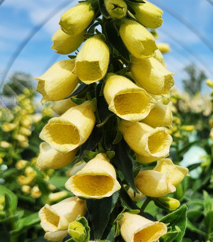 Digitalis grandiflora 'Carillon'
