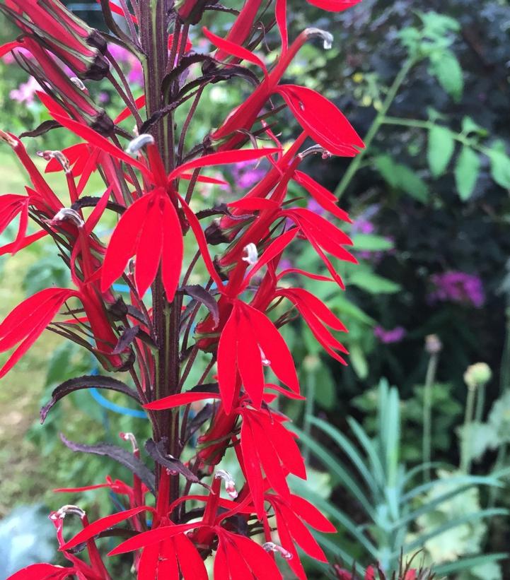 Lobelia cardinalis 'Black Truffle'