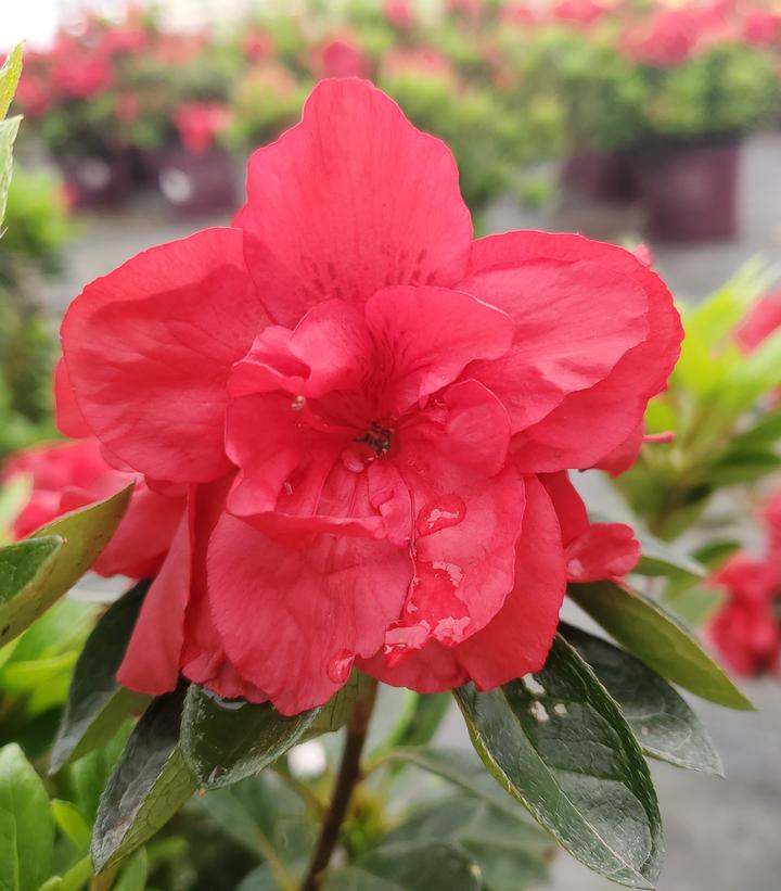 Azalea x Encore® Autumn Fire®