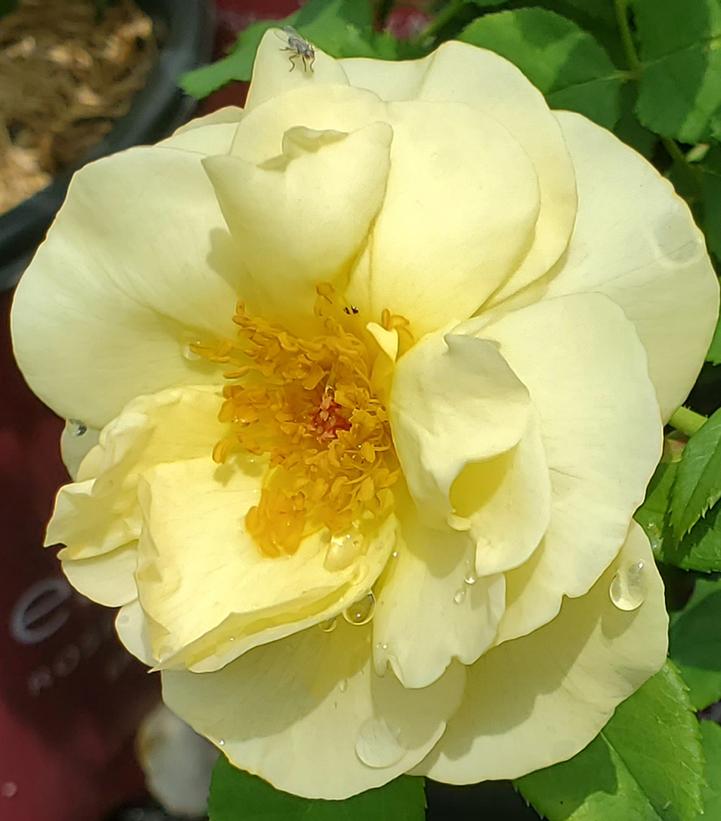 Rosa Easy Elegance® High Voltage
