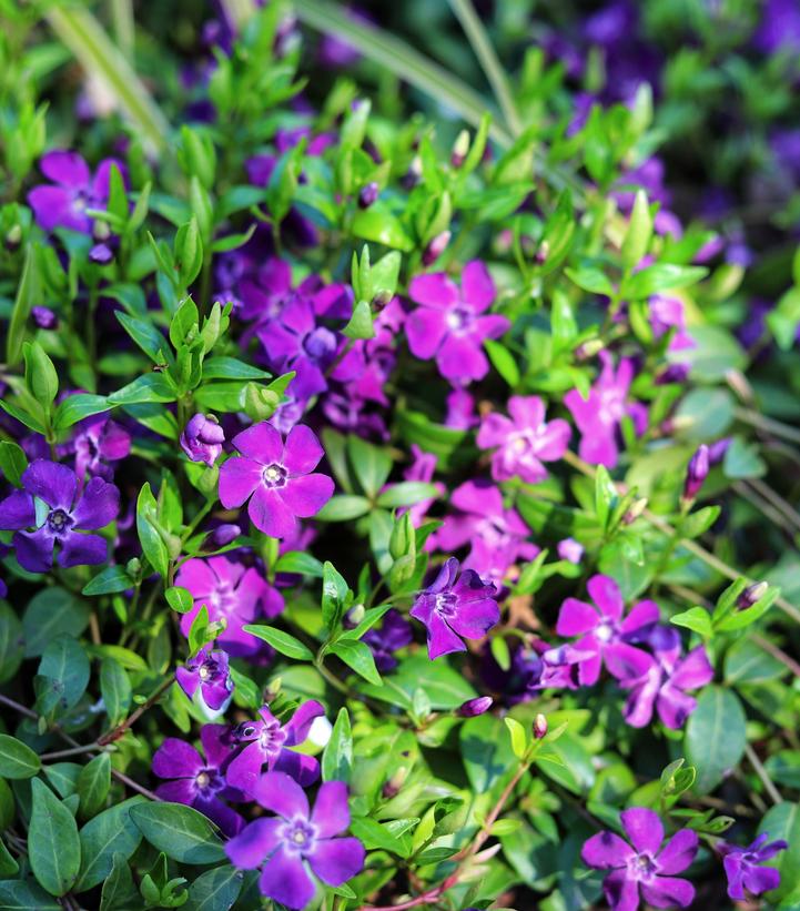 Vinca minor 'Atropurpurea'